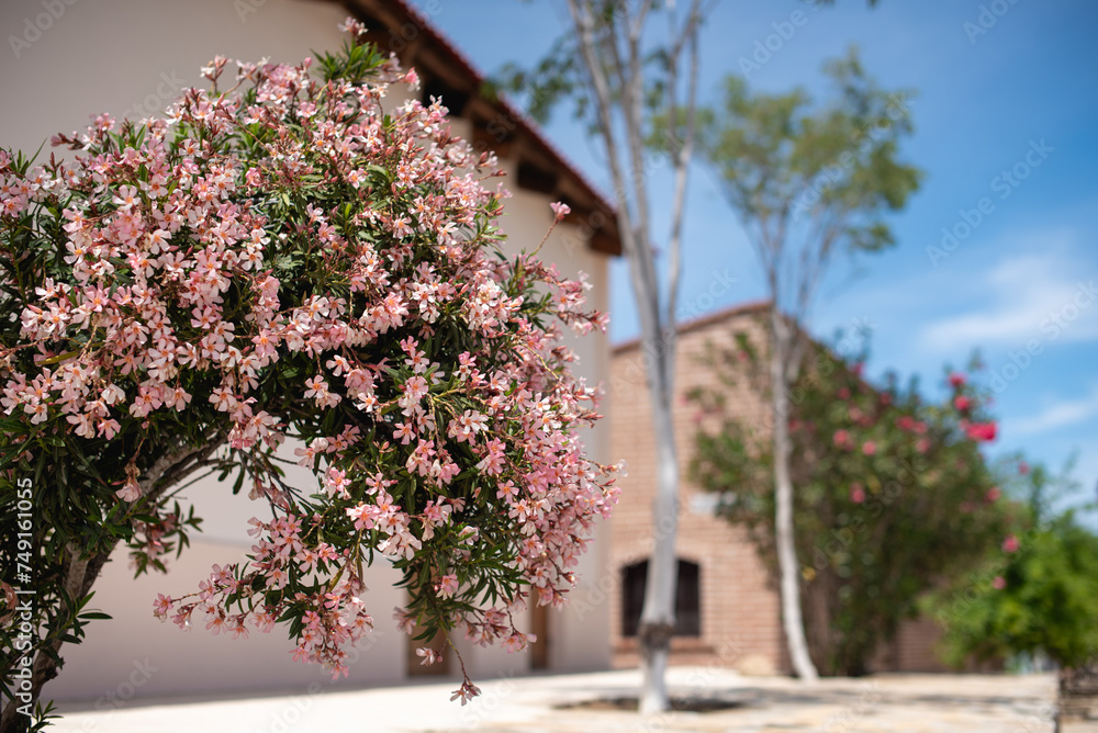 Beautiful scene in El Triunfo Ghost town in Baja California, Mexico Beautiful scene in El Triunfo Ghost town in Baja California, Mexico