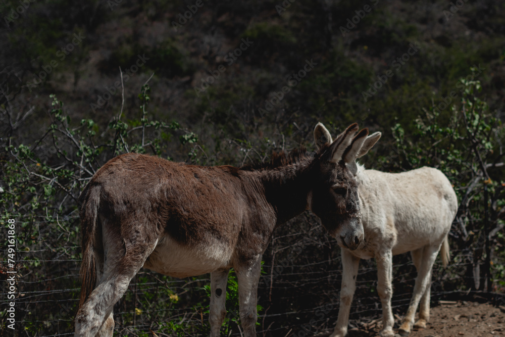 Donkeys in El Triunfo, BCS, Mexico Donkeys in El Triunfo, BCS, Mexico