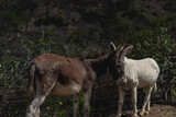 Donkeys in El Triunfo, BCS, Mexico