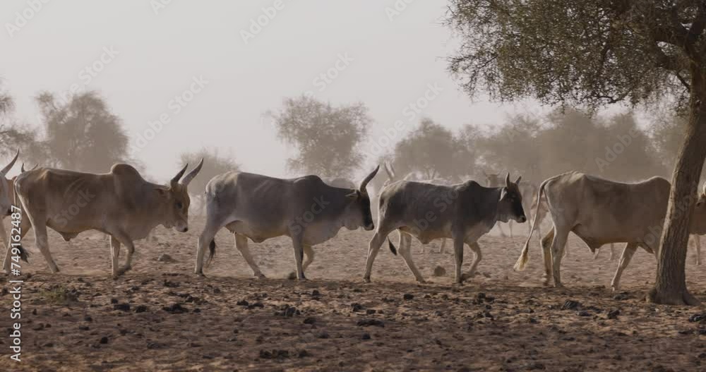 Fulani cattle walking in the Sahel, Sahara Desert, North Africa. Drought, Climate Change, Desertification Fulani cattle walking in the Sahel, Sahara Desert, North Africa. Drought, Climate Change, Desertification