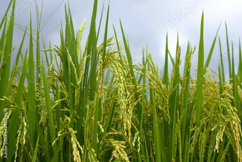 low angle view of green rice plant with golden grain