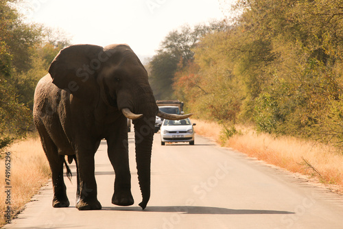 a male african elephant walks on an asphalt road in Kruger NP, South Africa