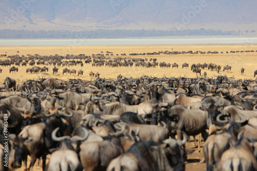 Wallpaper Mural hundreds of migrating wildebeests in Tanzania Torontodigital.ca
