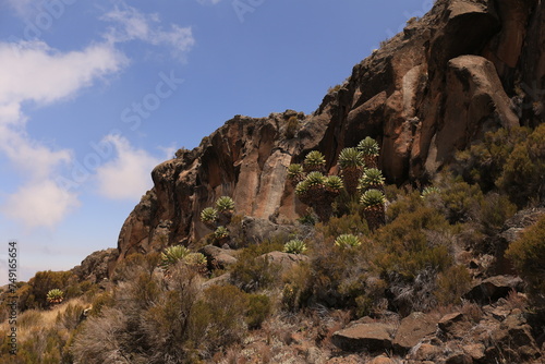 rocks with sisal agavas on mount kilimanjaro