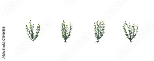 Buxus, boxwood, bushes, shrubs, evergreen, small tree, bush, tree, big tree, light for daylight, easy to use, 3d render, isolated photo
