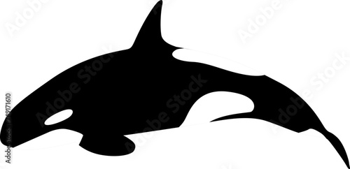 Orca whale sea