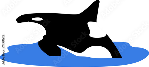 Orca whale sea