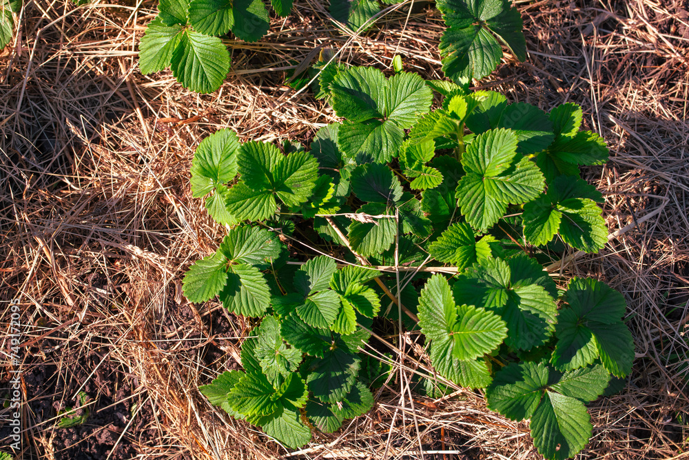Fototapeta premium Green strawberry leaves growing in the straw in the spring