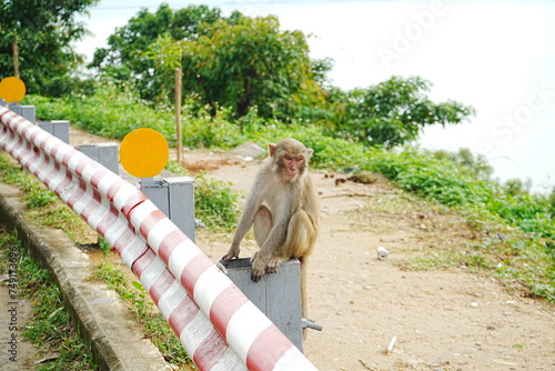 Golden Monkey on Son Tra Mountain in Da Nang, Vietnam - ベトナム ダナン ゴールデン モンキー  photo