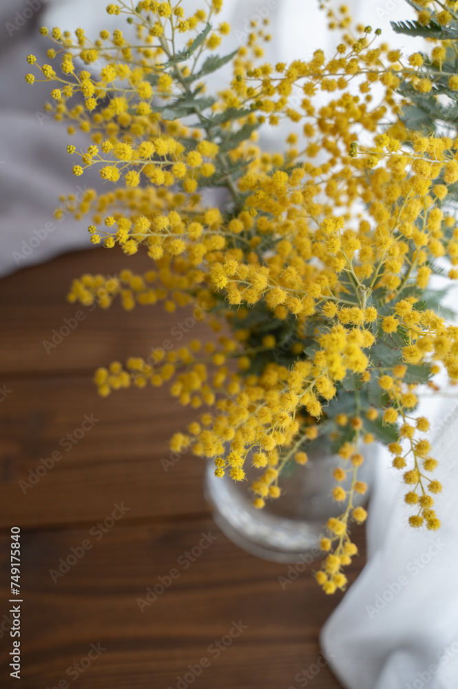 mimosa