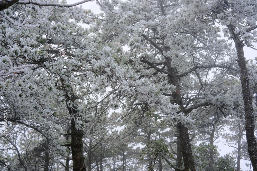 snow covered branches