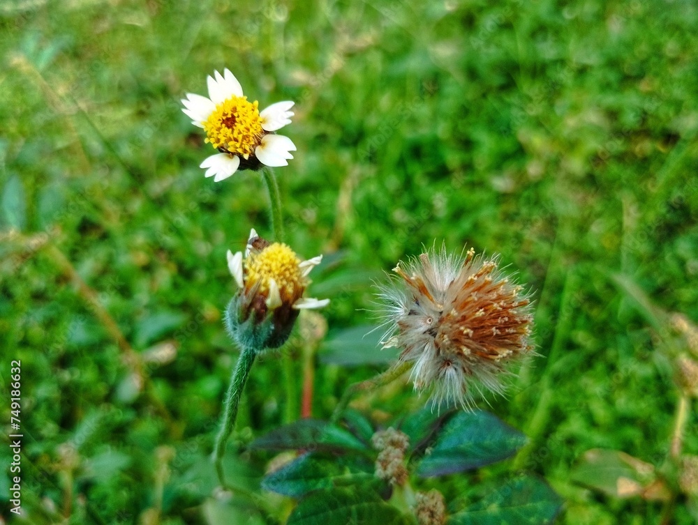 Tridax procumbent (tridax daisy) growing wild in the garden Tridax procumbent (tridax daisy) growing wild in the garden