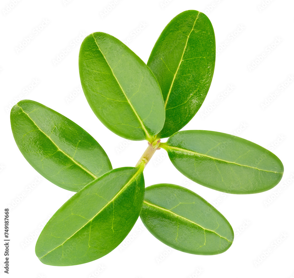 Pomegranate leaf isolated on white background Pomegranate leaf isolated on white background