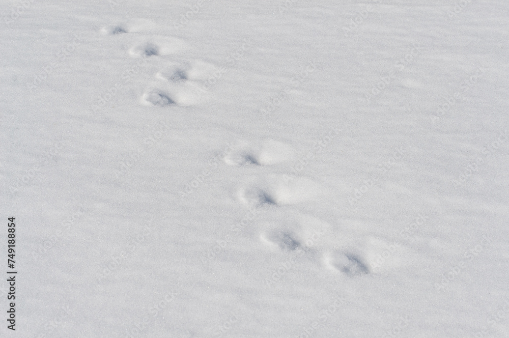 Fox tracks in the snow. Footprints on the icy lake. Fox tracks in the snow. Footprints on the icy lake.