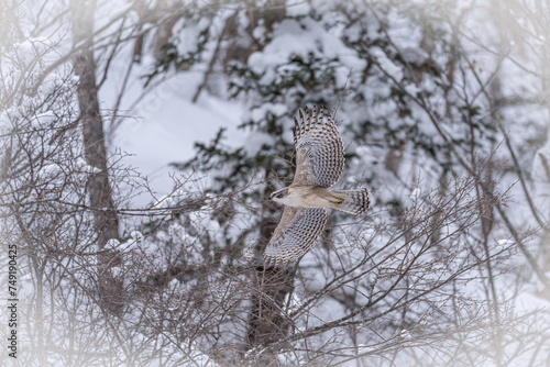北海道の1月、クマタカの幼鳥。