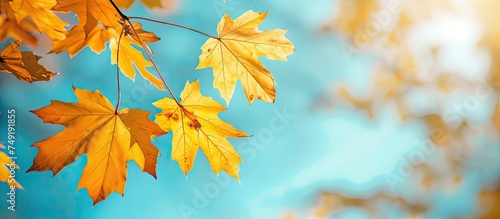 This close-up shot showcases a tree adorned with golden maple leaves  illuminated by sunlight against a backdrop of a clear blue sky. The intricate details of the yellow leaves are highlighted