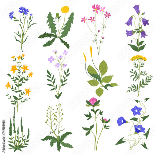 Grass flowers and bushes, wildflowers leafy botany