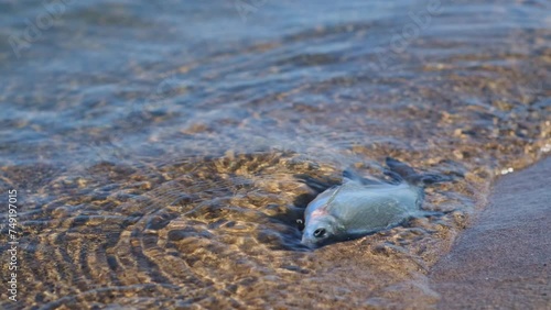 A dying freshwater river fish splashes in the water near the sandy shore. Environmental disasters, helminth infestation, global warming, climate change. photo