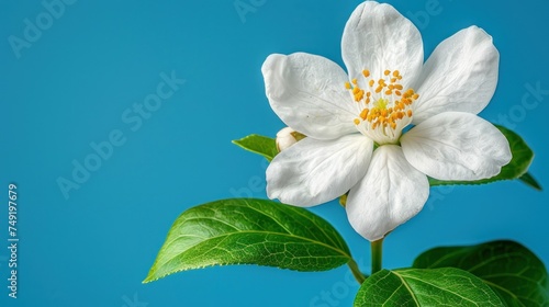 a close up of a white flower on a green leafy branch with a blue sky in the back ground.