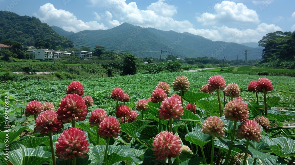 a field filled with lots of pink flowers next to a lush green field with mountains in the backgroud.