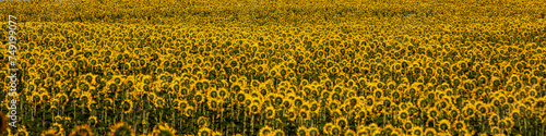 A blooming field of sunflowers. Horizontal banner