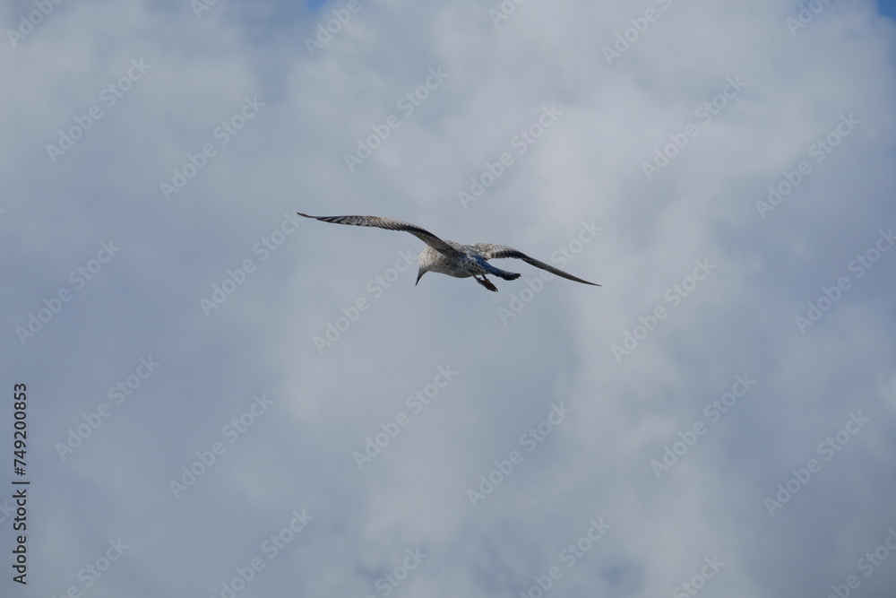 Fototapeta premium Oiseau dans les nuages .
