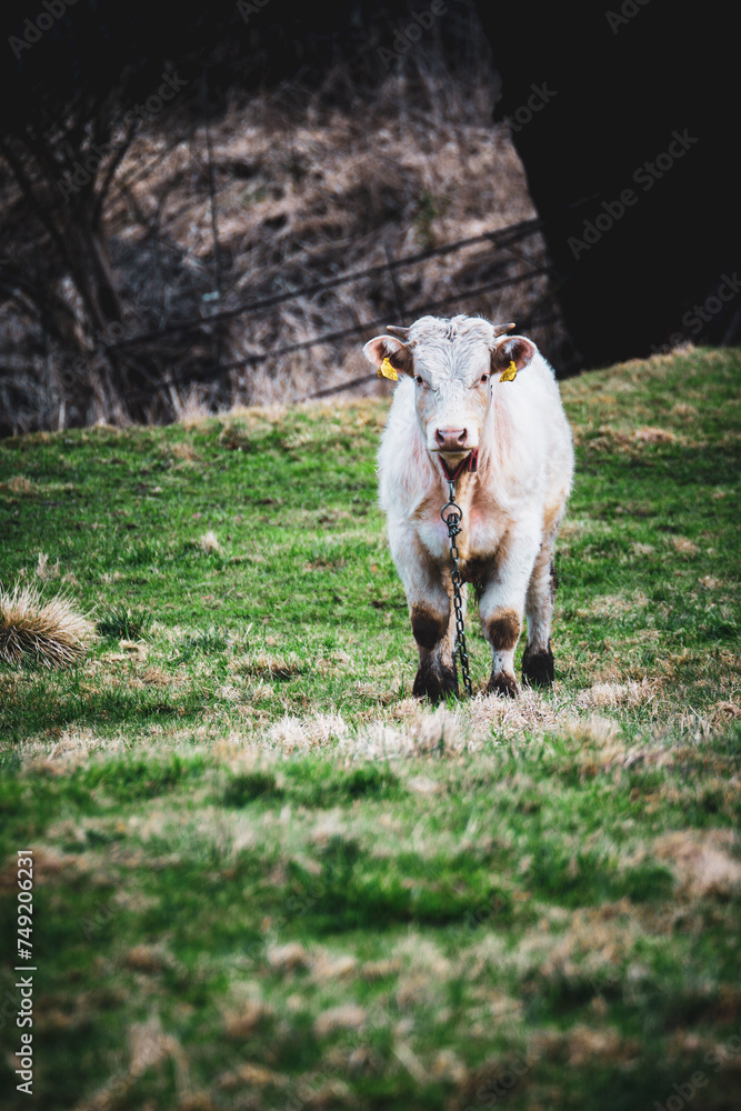 Obraz premium White Cow Standing on Top of Lush Green Field