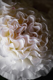white ranunculus  flower