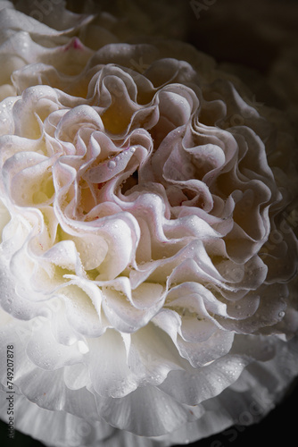 white ranunculus  flower