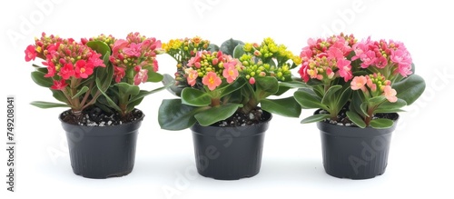 Three vibrant potted plants of Kalanchoe Blossfeldian L species grouped closely together, showcasing their beauty and charm.