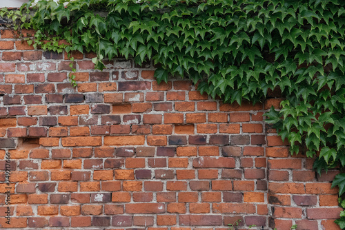 Nature's Embrace: Ivy-Covered Brick Wall in Urban Setting © Marinesea