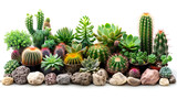 Collection of cacti isolated on a white background. Succulents