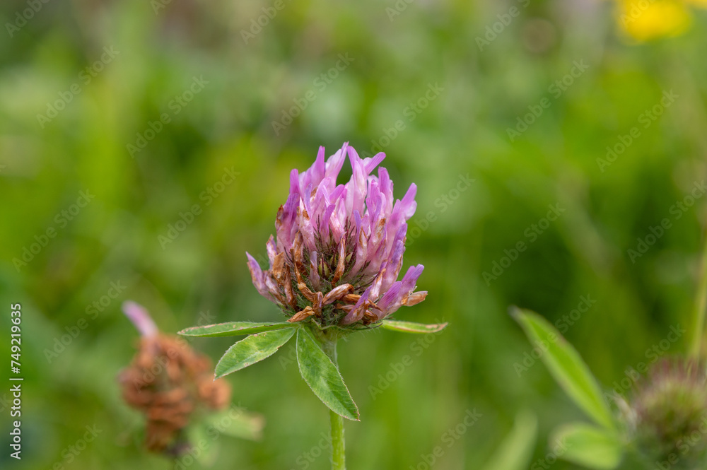 Purple clover flower on a green meadow in the summer Purple clover flower on a green meadow in the summer