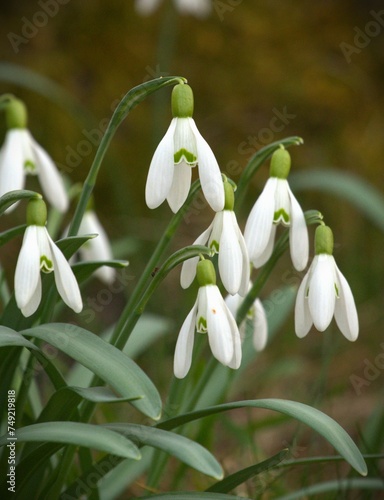 Snowdrops (Galanthus nivalis) flowers in a forest - the very first flowers of spring © Vladimra