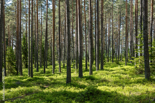 Pine tree forest. Scenic background of scandinavian nature © Conny Sjostrom