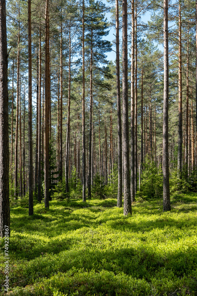Pine tree forest. Scenic background of scandinavian nature Pine tree forest. Scenic background of scandinavian nature