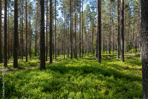Pine tree forest. Scenic background of scandinavian nature © Conny Sjostrom