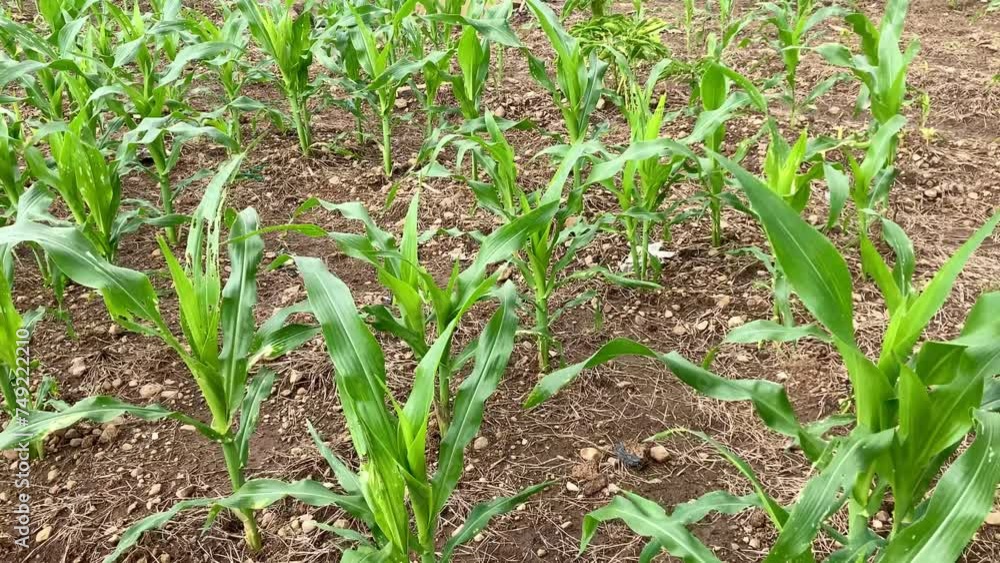 Young corn plant in agricultural field Young corn plant in agricultural field