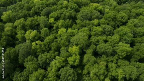 Green Forest drone view. The beauty of wild nature. 