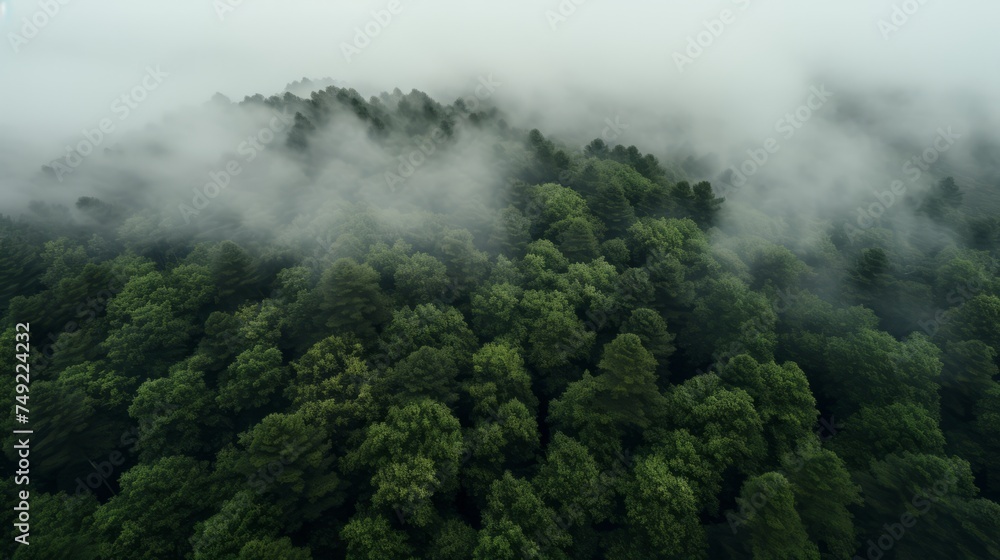 Green forest in fog drone view. The beauty of wild nature.
Green forest in fog drone view. The beauty of wild nature.