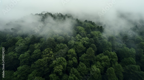 Green forest in fog drone view. The beauty of wild nature. 