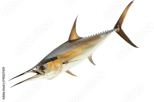 Marlin Image isolated on transparent background