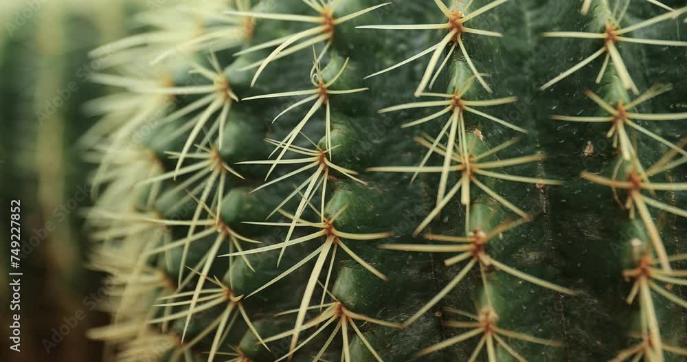 Green Cactus with Sharp Spikes Green Cactus with Sharp Spikes