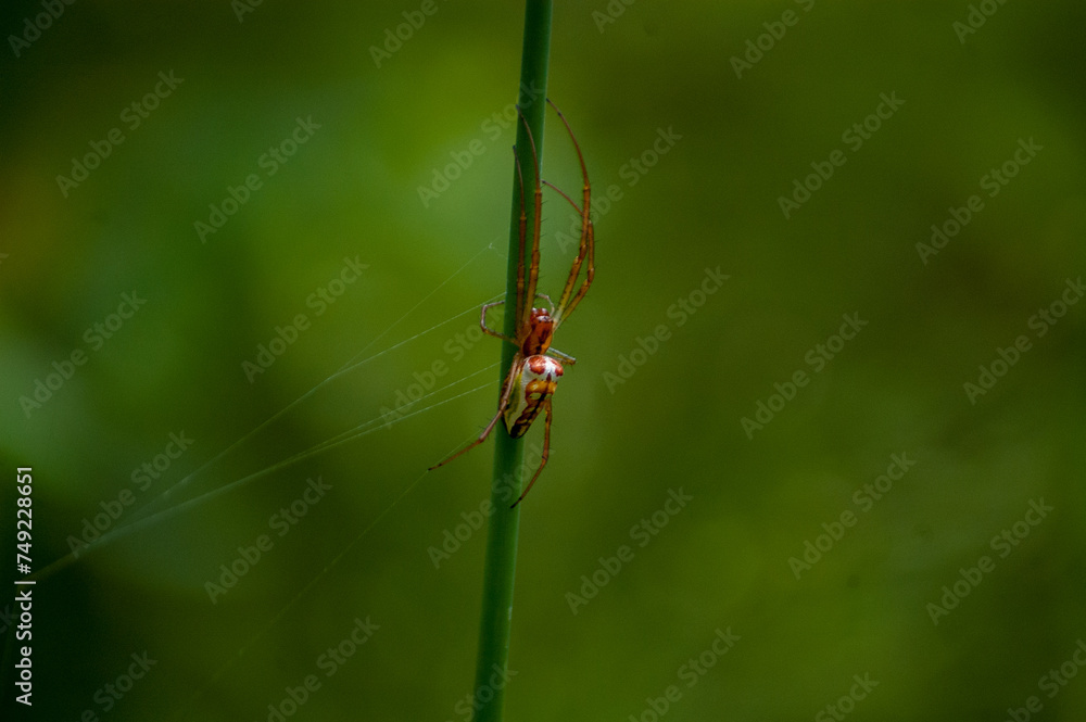 red dragonfly on a green leaf red dragonfly on a green leaf