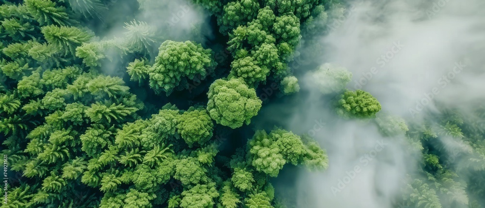Aerial View of a Forest in the Middle of the Day Aerial View of a Forest in the Middle of the Day