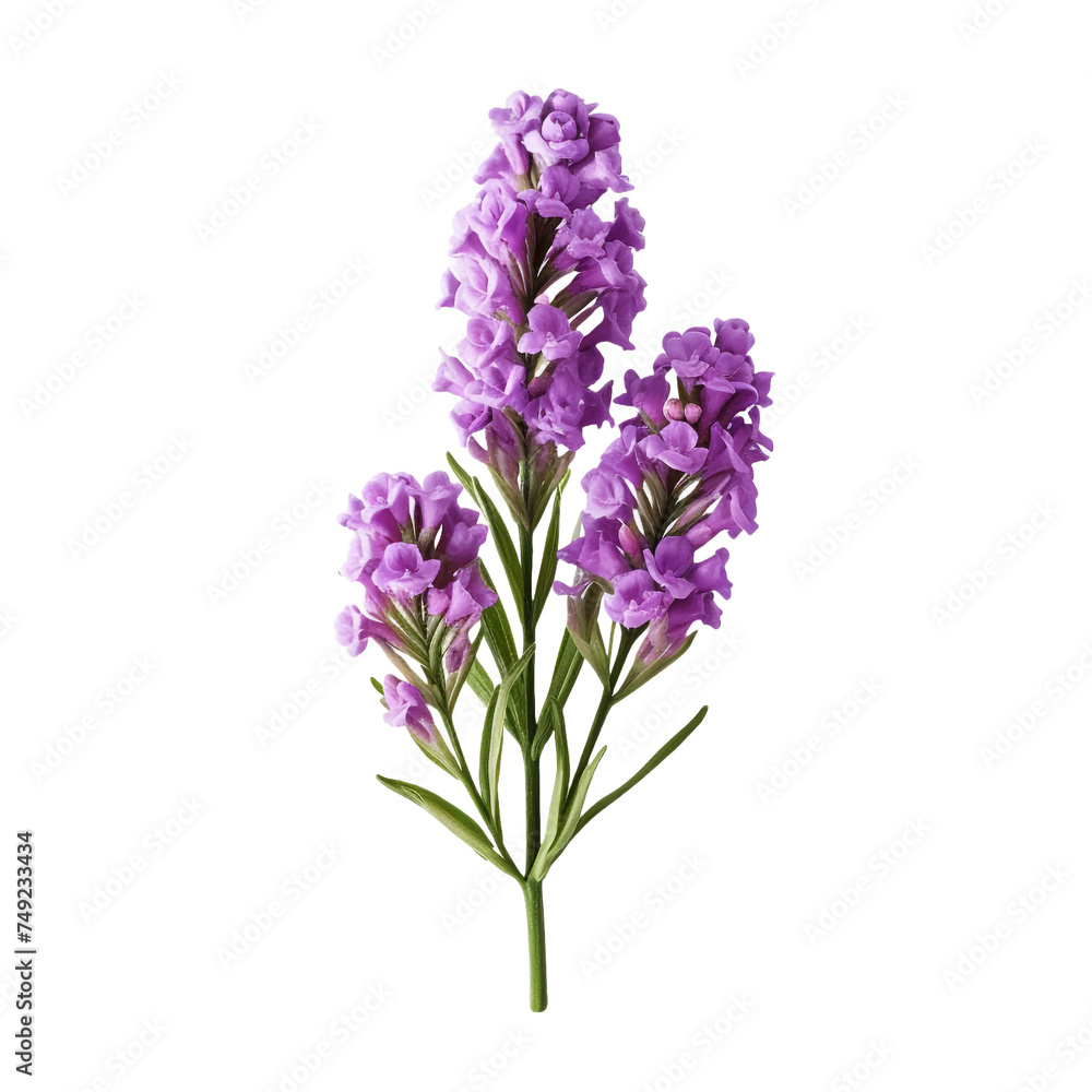 Statice isolated on transparent background Statice isolated on transparent background