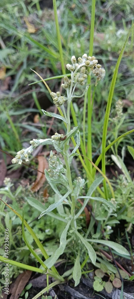 Obraz premium grass in the garden