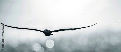 Ornithopter Flight Silhouette, Against white sky, High-speed motion capture photo
