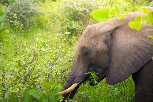 Close up view of African Elephant Grazing in Lush Green Bush at Dusk photo