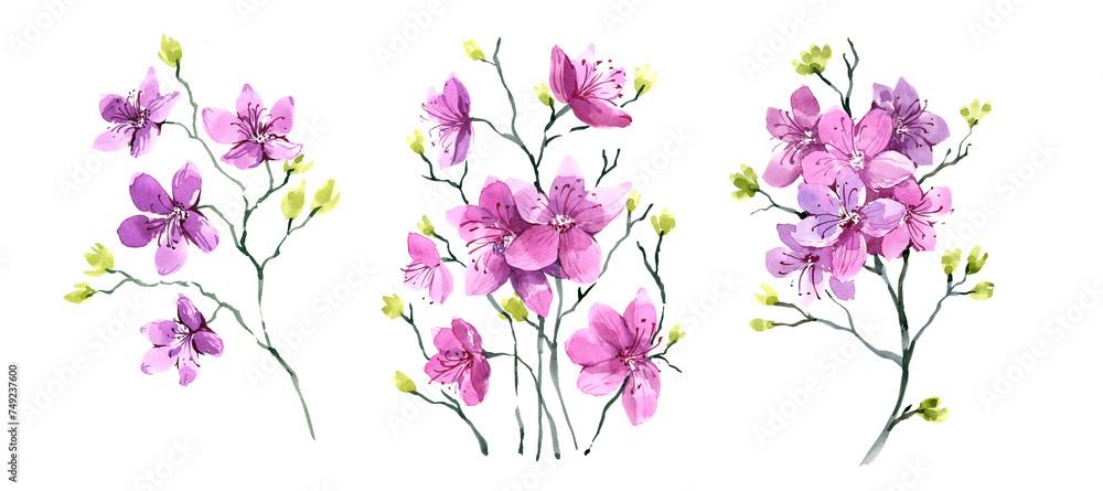 A set of illustrations, spring flowers. A flowering branch, similar to sakura. Siberian plant, watercolor illustration. A set of illustrations, spring flowers. A flowering branch, similar to sakura. Siberian plant, watercolor illustration.
